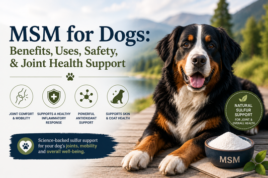 MSM for Dogs: Benefits, Uses, Safety, and Joint Health Support