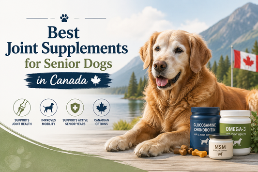 Best Hip & Joint Supplements for Senior Dogs in Canada: Your 2026 Guide