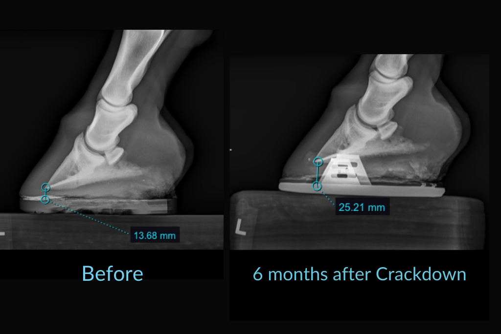 Equine Elixirs CRACKDOWN -Hoof Support
