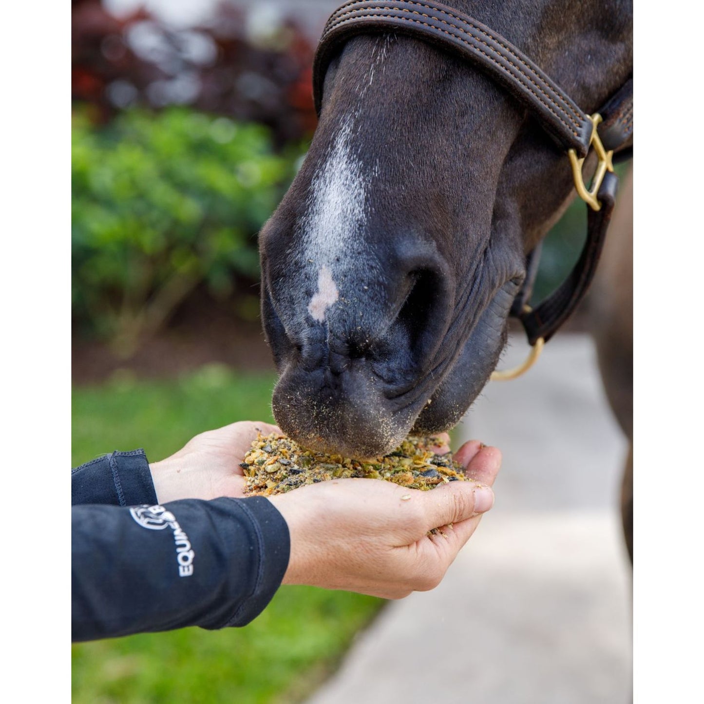 Equine Elixirs URASER -Gastric Support
