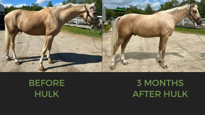 Equine Elixirs HULK - Muscle Support
